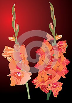 Orange gladiolus flowers on dark background