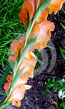 Orange gladiolus in garden