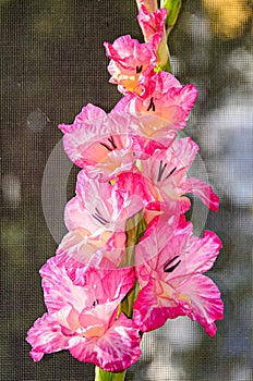 Orange Gladiolus imbricatus flower, close up