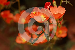 Orange Globe Mallow