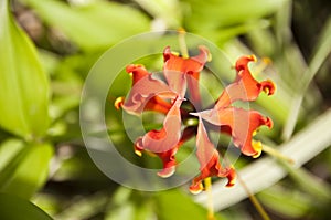 Orange Glory lily close up (gloriosa superba)