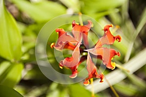 Orange Glory lily close up (gloriosa superba) photo