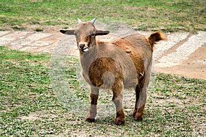 An Orange Goat Pokes its Tongue Out, Full Body View