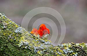 Orange Golden Jelly Fungus on dead branch of Oak.