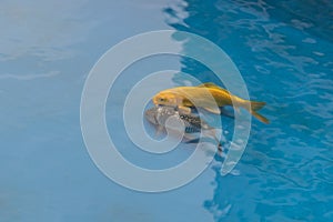Orange golden koi carp fish swim in the blue pool pond
