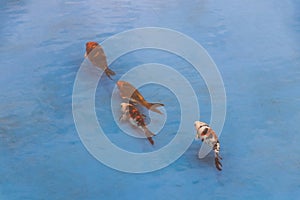 Orange golden koi carp fish swim in the blue pool pond