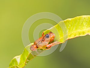 Orange golden sedge frog