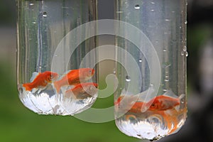 Orange goldfish in plastic bags for sale in Asia