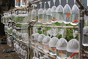 Orange goldfish in plastic bags for sale in Asia