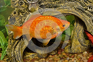 Orange Goldfish swimming in a fish tank.