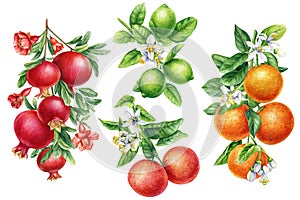 Orange, grapefruit, lime, pomegranate with leaves and flowers. Fruit on isolated background, watercolor botanical
