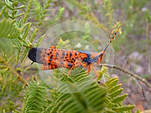 Orange grasshopper