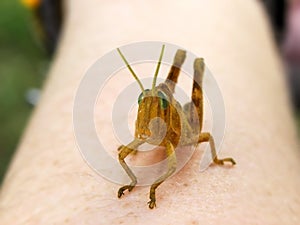 Orange Grasshopper 2