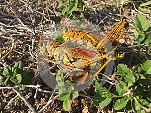Orange grasshoppers mating
