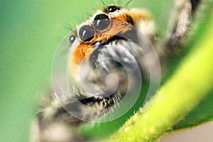 Orange and Gray Jumping Spider Close-up