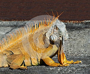 Orange and Gray Male Iguana Close Up