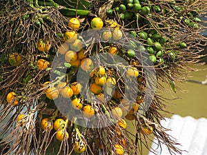 The orange and green berry type fruits from palm tree. Bunch of Raw and ripe fruits from Palm trees