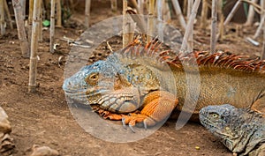 An orange green and blue beautiful giant lizard iguana in the nature in a bamboo patch close up