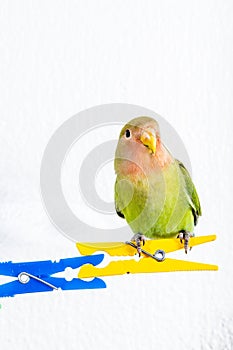 Orange green and blue lovebirds