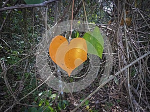 Orange and green colored heart shaped leaves against dark natural background, Cerrado, Mato Grosso, Brazil