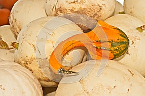 Orange and green gourde and a pile of white pumpkins, for Oktoberfest