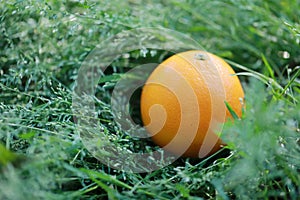 An orange on green grass lawn at sunny day in summer spring park garden forest balance healthy life fruit