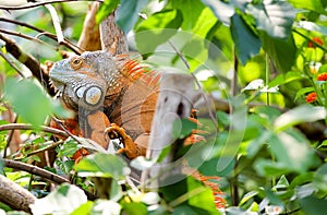 Orange green iguana-reptile lizard in rain forest