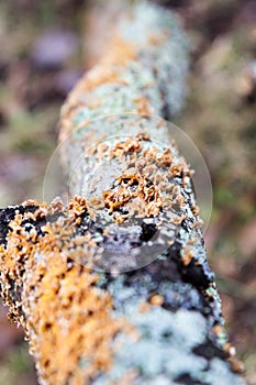 Orange and green lichen growing on a decaying log