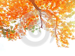 Orange and green maple leaves on tree branches