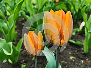 Orange with green streaks on the petals of tulips in a flower bed among green leaves. The festival of tulips on Elagin Island in