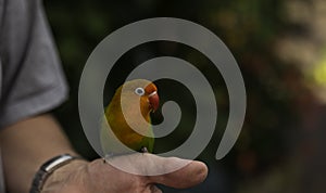 a parrakeet bird sitting on hand of a man