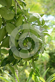 Green orange fruit tree leaf