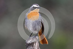 Orange Ground Thrush Bird