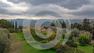 Orange grove in Sicily