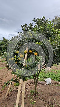 Orange Grove in sumatera indonesia