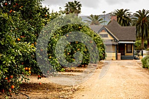 Orange groves and a farm house