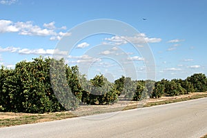 Orange Groves In Florida