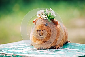 Orange guinea pig