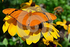 Orange Gulf Fritillary Butterfly