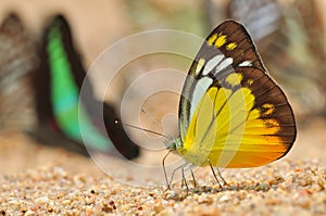 Orange gull butterfly