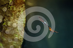 Orange guppy fish close up in the outdoor garden pool