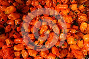 Orange Habanero Peppers for Sale at a Farmers Market
