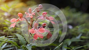 Orange Habenaria rhodocheila hance