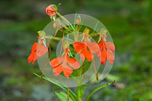 Orange Habenaria rhodocheila hance wild orchid at waterfall in Thailand