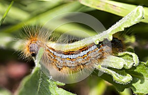 Orange hairy caterpillar