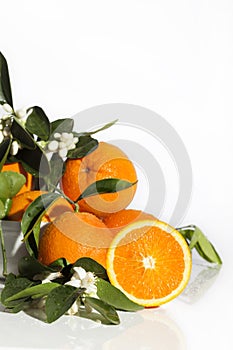 Orange Half Orange Blossoms 2