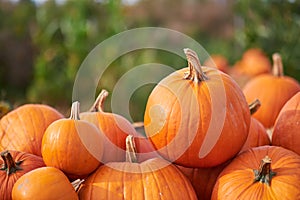 Orange halloween pumpkins on stack of hay or straw in sunny day, fall display
