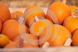 Orange halloween pumpkins on stack of hay or straw in sunny day, fall display