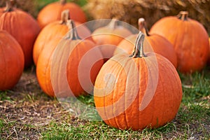 Orange halloween pumpkins on stack of hay or straw in sunny day, fall display