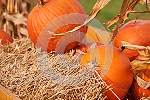 Orange halloween pumpkins on stack of hay or straw in sunny day, fall display